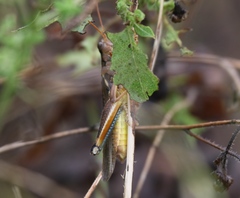 Melanoplus flavidus