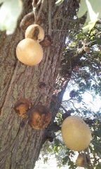 Andricus quercuscalifornicus
