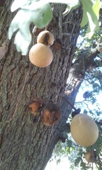 Andricus quercuscalifornicus