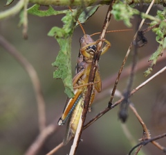 Melanoplus flavidus