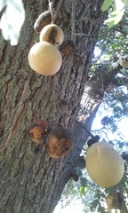 Andricus quercuscalifornicus