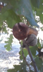 Andricus quercuscalifornicus