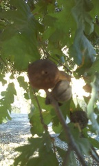 Andricus quercuscalifornicus
