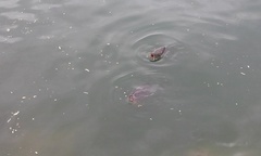 Cyprinus carpio