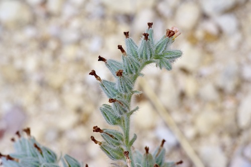 Palmer's Cryptantha (Oreocarya palmeri)