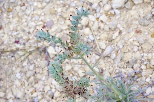 Image of Oreocarya palmeri by (c) Michelle W. （鍾偉瑋）, some rights reserved (CC BY)