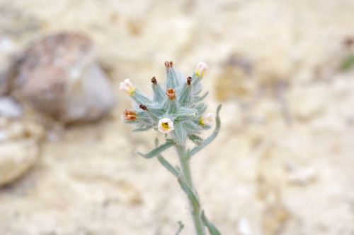 Image of Oreocarya palmeri by (c) Michelle W. （鍾偉瑋）, some rights reserved (CC BY)