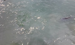 Cyprinus carpio