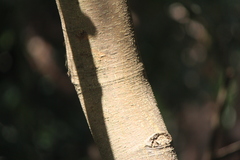 Lonchocarpus violaceus
