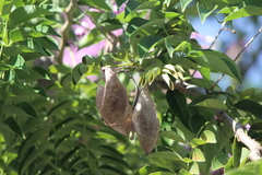 Lonchocarpus violaceus