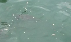 Cyprinus carpio