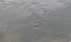 Cyprinus carpio