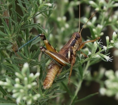 Melanoplus flavidus