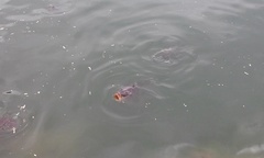 Cyprinus carpio