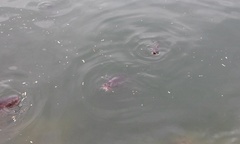 Cyprinus carpio