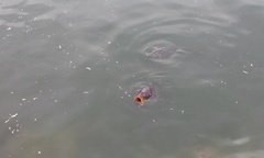 Cyprinus carpio