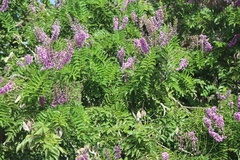 Lonchocarpus violaceus
