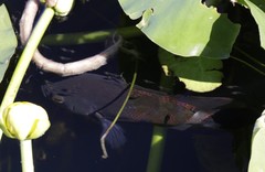 Astronotus ocellatus