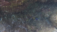 Labroides phthirophagus