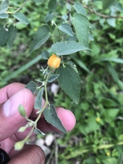 Abutilon fruticosum