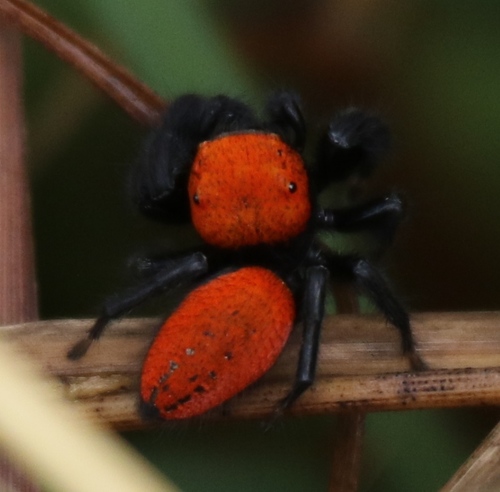 Cardinal Jumping Spider