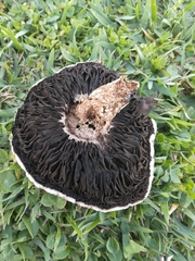 Agaricus campestris image