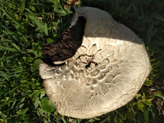 Agaricus campestris image