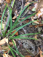 Carex pedunculata