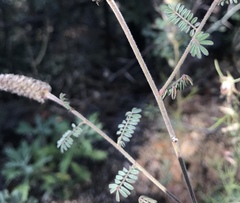 Dalea albiflora
