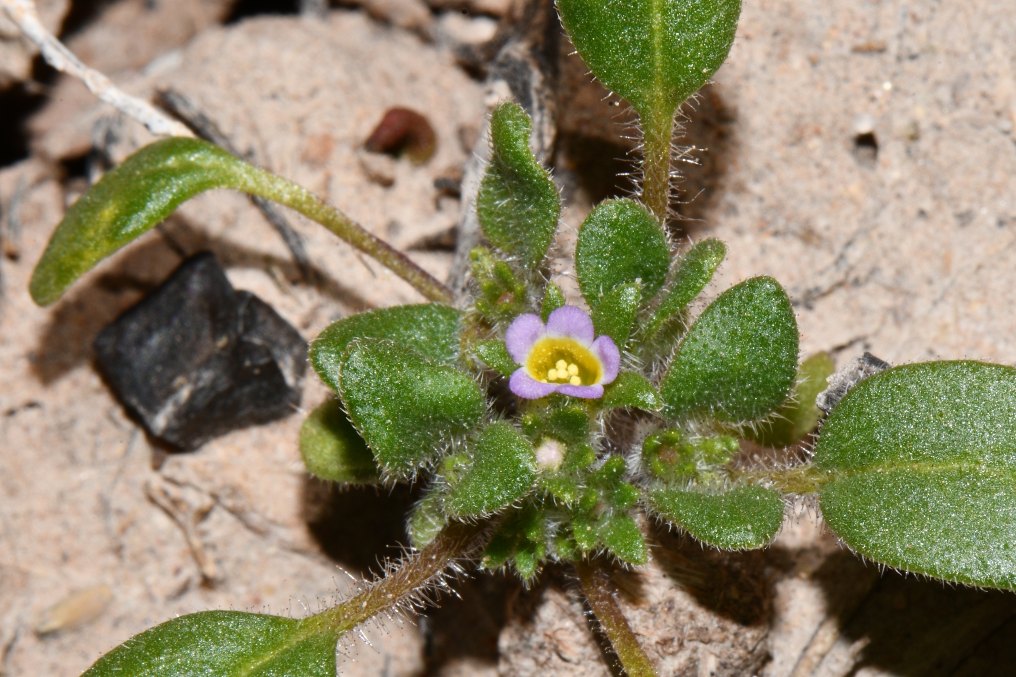 Phacelia cephalotes
