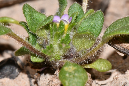 Image of Phacelia cephalotes by (c) Darrin Gobble, some rights reserved (CC BY)