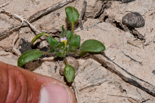 Image of Phacelia cephalotes by (c) Darrin Gobble, some rights reserved (CC BY)