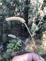 Dalea albiflora