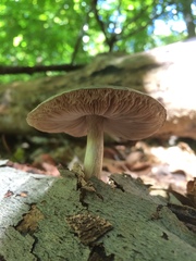 Pluteus hongoi