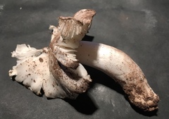 Tricholoma columbetta