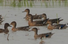 Sibirionetta formosa