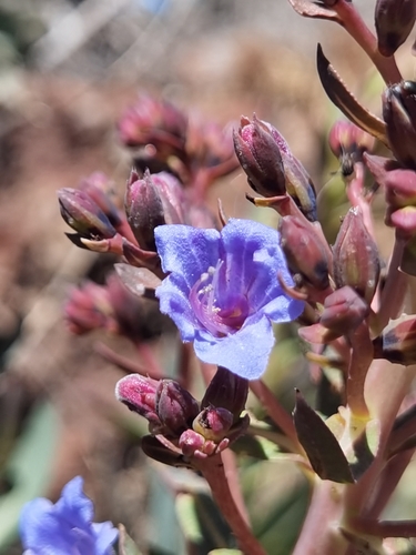 Echium thyrsiflorum, photograph 3