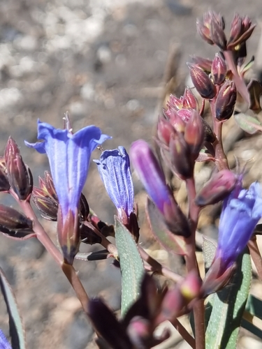 Echium thyrsiflorum, photograph 4
