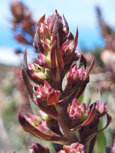 Echium thyrsiflorum, photograph 5
