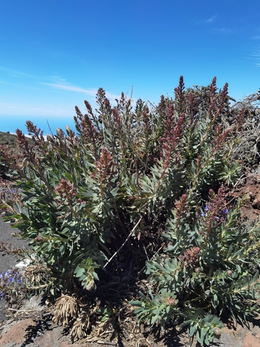 Echium thyrsiflorum, photograph 6