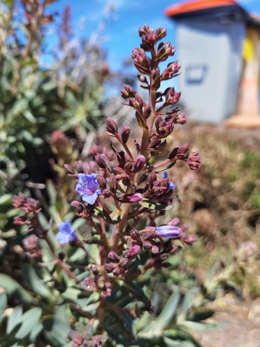 Image of Echium thyrsiflorum by no rights reserved