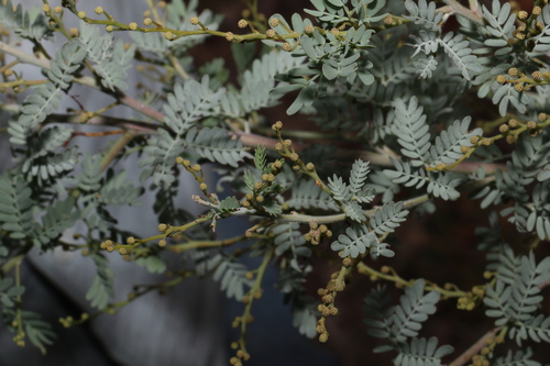 Image of Acacia polybotrya by (c) Greg Tasney, some rights reserved (CC BY-SA)