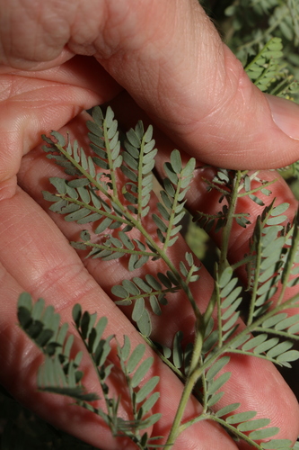 Image of Acacia polybotrya by (c) Greg Tasney, some rights reserved (CC BY-SA)