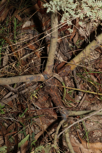 Image of Acacia polybotrya by (c) Greg Tasney, some rights reserved (CC BY-SA)