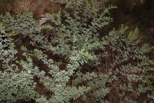 Image of Acacia polybotrya by (c) Greg Tasney, some rights reserved (CC BY-SA)