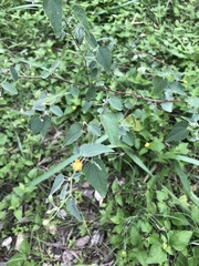 Abutilon fruticosum