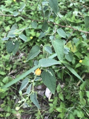 Abutilon fruticosum