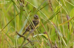 Emberiza aureola