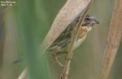 Emberiza aureola