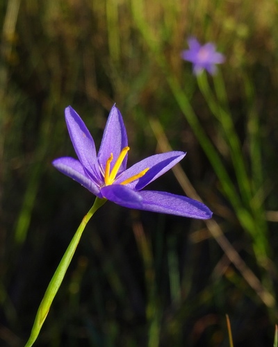 Nemastylis floridana image